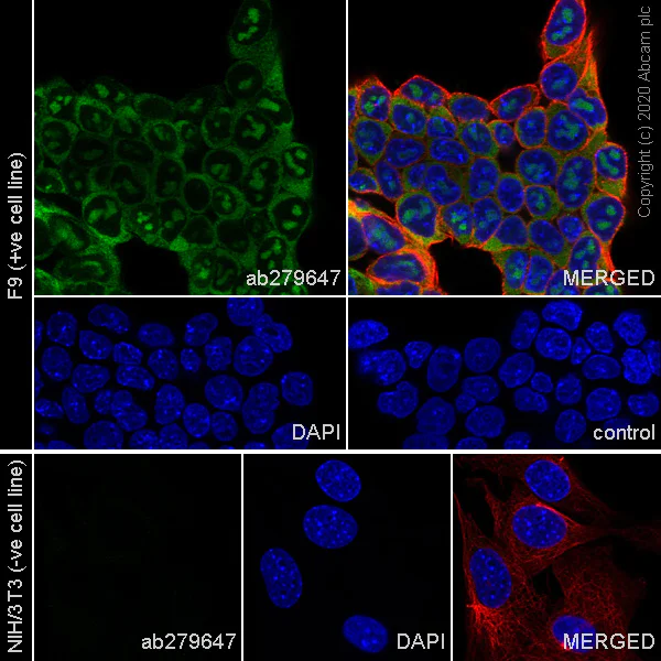 Immunocytochemistry/ Immunofluorescence - Anti-Lin28A antibody [EPR24286-100] - BSA and Azide free (AB279650)