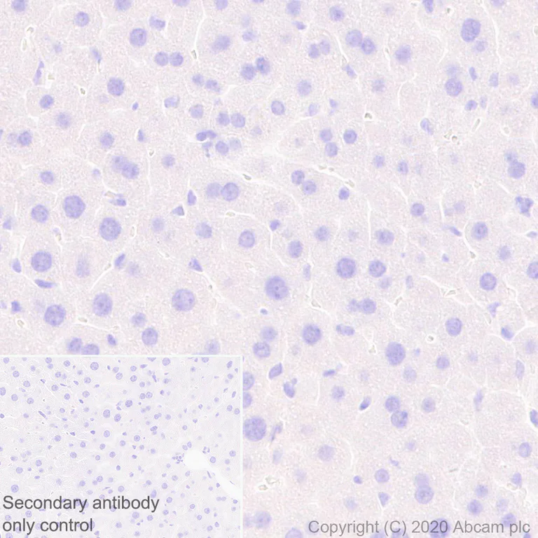 Immunohistochemistry (Formalin/PFA-fixed paraffin-embedded sections) - Anti-Lin28A antibody [EPR24286-100] - BSA and Azide free (AB279650)