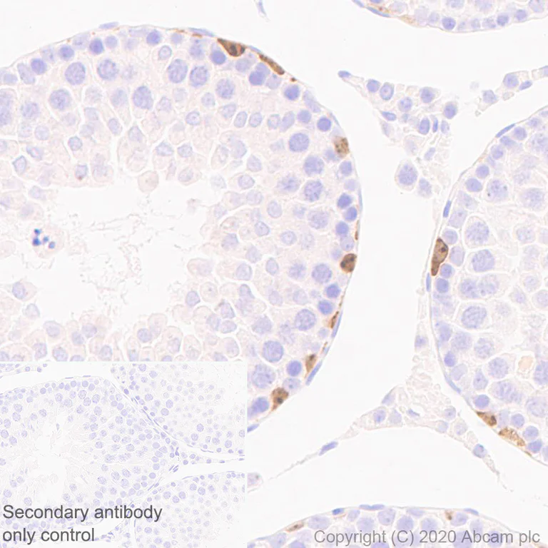 Immunohistochemistry (Formalin/PFA-fixed paraffin-embedded sections) - Anti-Lin28A antibody [EPR24286-100] - BSA and Azide free (AB279650)
