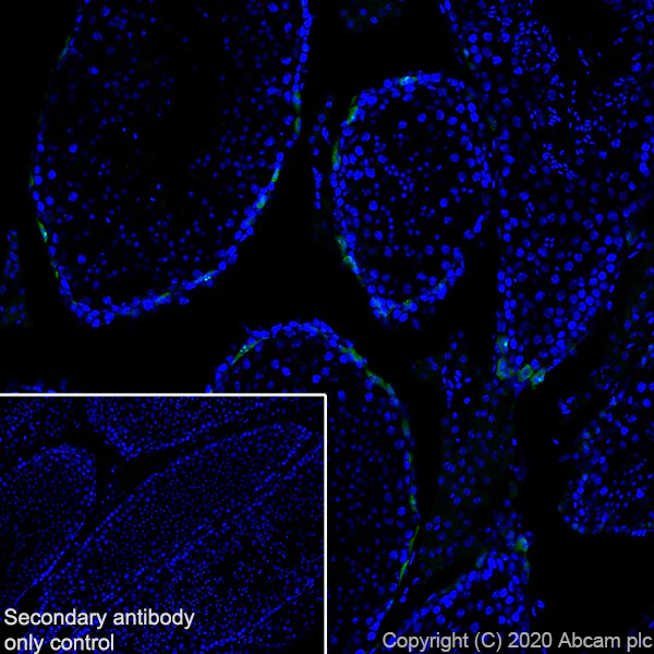 Immunohistochemistry (Frozen sections) - Anti-Lin28A antibody [EPR24286-100] - BSA and Azide free (AB279650)