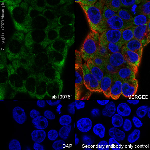 Immunocytochemistry/ Immunofluorescence - Anti-Lin28A antibody [EPR4639] (AB109751), expandable thumbnail