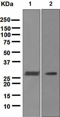 Western blot - Anti-Lin28A antibody [EPR4639] (AB109751), expandable thumbnail