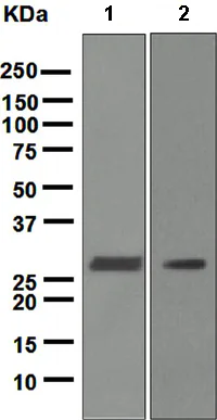 Western blot - Anti-Lin28A antibody [EPR4639] (AB109751)