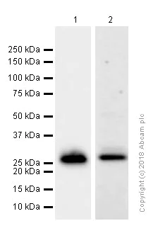 Western blot - Anti-Lin28A antibody [EPR4640] (AB124765)