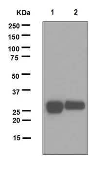 Western blot - Anti-Lin28A antibody [EPR4640] (AB124765)