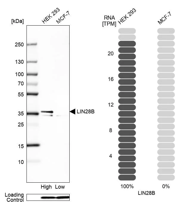 Western blot - Anti-Lin28B antibody (AB262859)