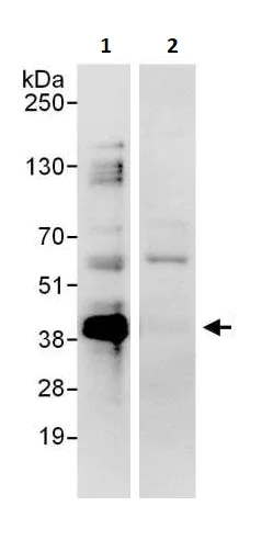 Immunoprecipitation - Anti-Lin28B antibody (AB264333)