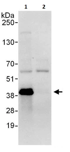 Immunoprecipitation - Anti-Lin28B antibody (AB264334)