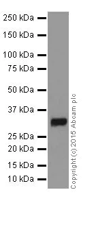 Western blot - Anti-Lin28B antibody [EPR18717] (AB191881)