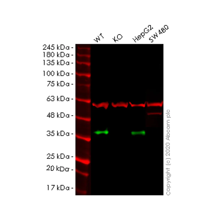 Western blot - Anti-Lin28B antibody [EPR18717] (AB191881)
