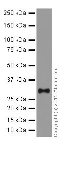 Western blot - Anti-Lin28B antibody [EPR18717] (AB191881)