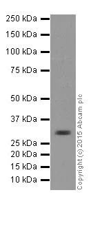 Western blot - Anti-Lin28B antibody [EPR18717] (AB191881)