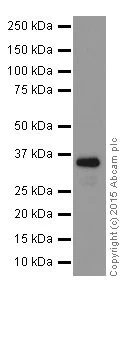 Western blot - Anti-Lin28B antibody [EPR18717] (AB191881)