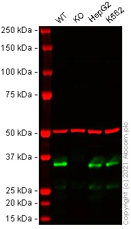 Western blot - Anti-Lin28B antibody [EPR18717] - BSA and Azide free (AB240326)
