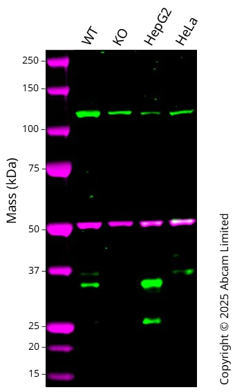 Western blot - Anti-Lin28B antibody [EPR18717] - BSA and Azide free (AB240326)