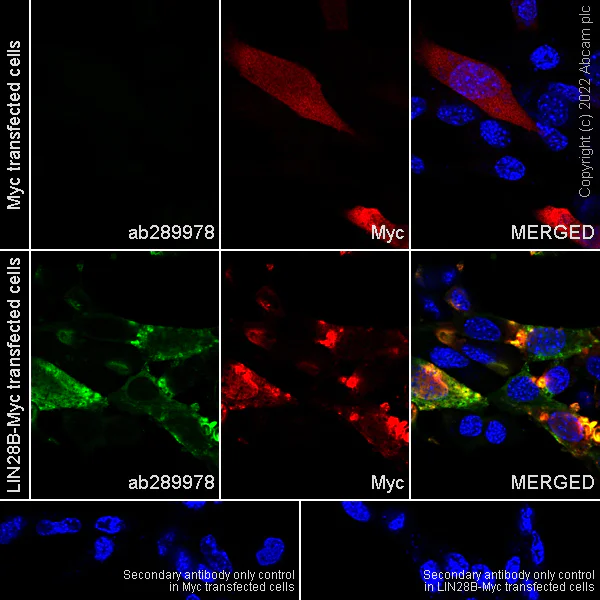 Immunocytochemistry/ Immunofluorescence - Anti-Lin28B antibody [EPR25252-20] (AB289978)