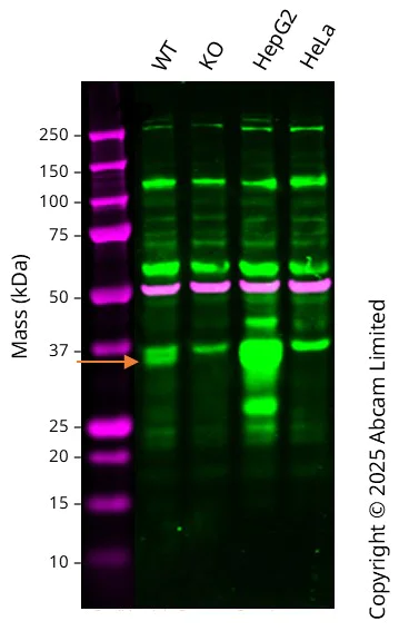 Western blot - Anti-Lin28B antibody [EPR25252-20] (AB289978)