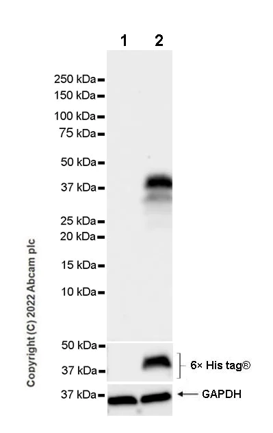 Western blot - Anti-Lin28B antibody [EPR25252-20] - BSA and Azide free (AB290003)