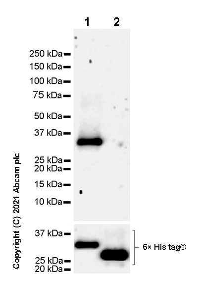 Western blot - Anti-Lin28B antibody [EPR25252-20] - BSA and Azide free (AB290003)