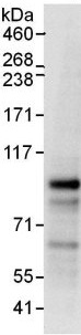 Immunoprecipitation - Anti-LIN54 antibody (AB138425)