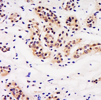 Immunohistochemistry (Formalin/PFA-fixed paraffin-embedded sections) - Anti-LIN9/TGS antibody (AB214230)