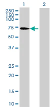 Western blot - Anti-LIN9/TGS antibody (AB71887)