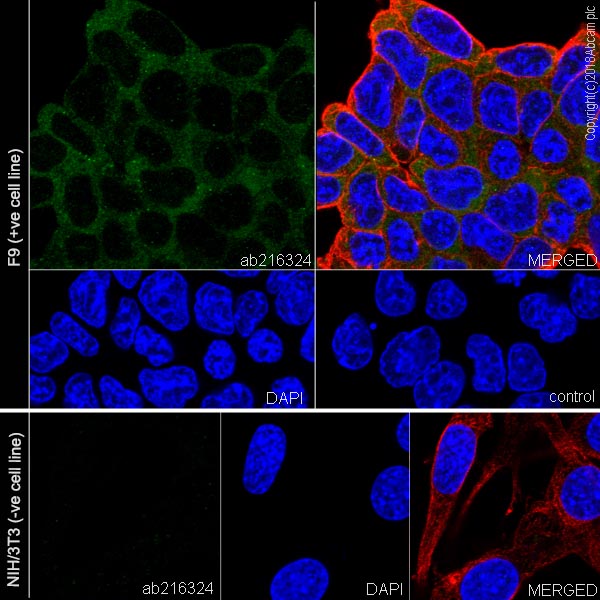 Immunocytochemistry/ Immunofluorescence - Anti-LINE-1 ORF1p antibody [EPR21844-108] (AB216324), expandable thumbnail