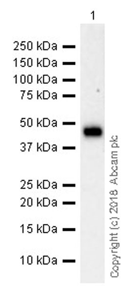 Western blot - Anti-LINE-1 ORF1p antibody [EPR21844-108] (AB216324), expandable thumbnail