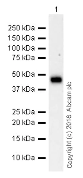Western blot - Anti-LINE-1 ORF1p antibody [EPR21844-108] (AB216324)