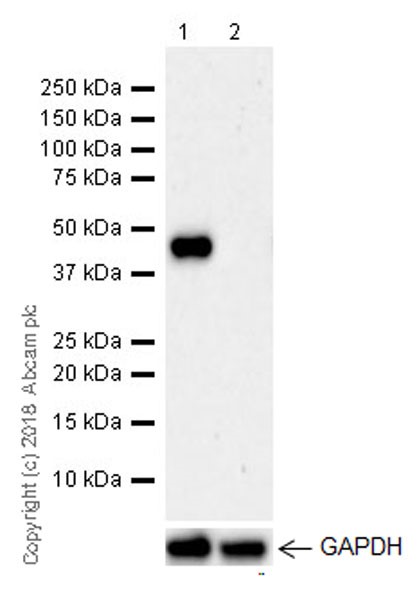Western blot - Anti-LINE-1 ORF1p antibody [EPR21844-108] (AB216324), expandable thumbnail