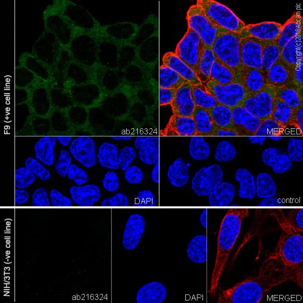 Immunocytochemistry/ Immunofluorescence - Anti-LINE-1 ORF1p antibody [EPR21844-108] - BSA and Azide free (AB245122)