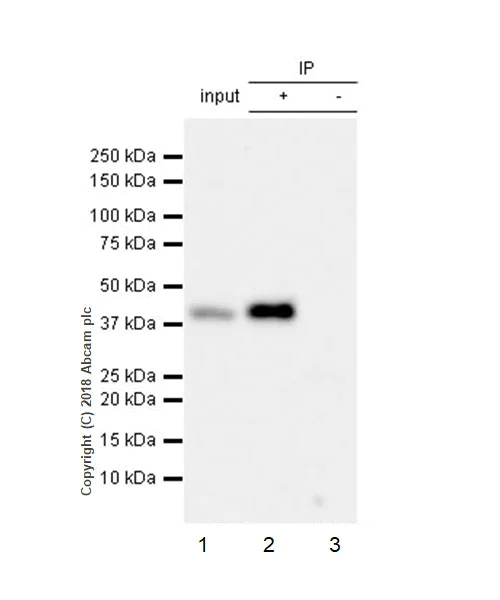 Immunoprecipitation - Anti-LINE-1 ORF1p antibody [EPR21844-108] - BSA and Azide free (AB245122)