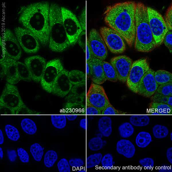 Immunocytochemistry/ Immunofluorescence - Anti-LINE-1 ORF1p antibody [EPR22227-54] (AB230966)