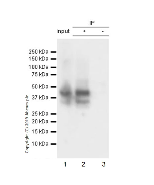 Immunoprecipitation - Anti-LINE-1 ORF1p antibody [EPR22227-54] - BSA and Azide free (AB246320)