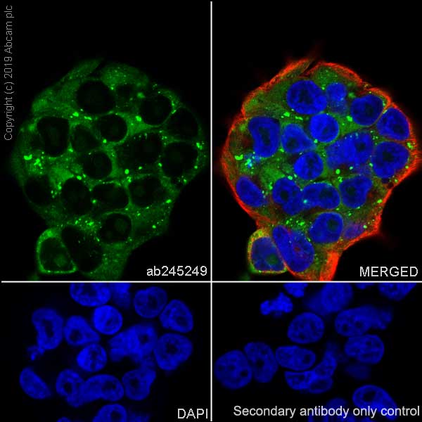 おまとめ【aph54】【bar1】 Anti-LINE-1 ORF1p antibody [EPR22227-6] (ab245249) | Abcam