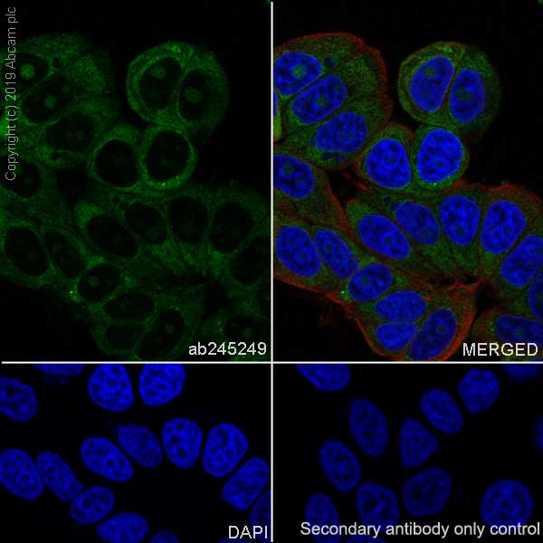 Immunocytochemistry/ Immunofluorescence - Anti-LINE-1 ORF1p antibody [EPR22227-6] (AB245249), expandable thumbnail
