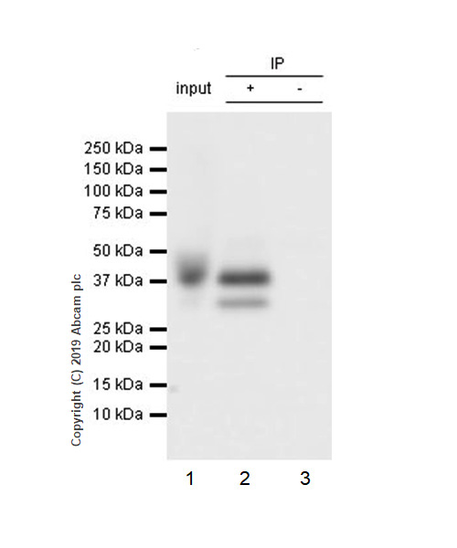 おまとめ【aph54】【bar1】 Anti-LINE-1 ORF1p antibody [EPR22227-6] (ab245249) | Abcam