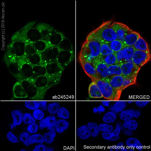 Immunocytochemistry/ Immunofluorescence - Anti-LINE-1 ORF1p antibody [EPR22227-6] - BSA and Azide free (AB246317)