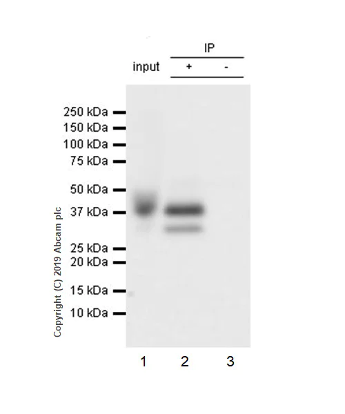 Immunoprecipitation - Anti-LINE-1 ORF1p antibody [EPR22227-6] - BSA and Azide free (AB246317)