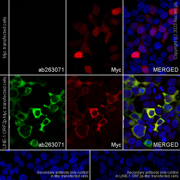 Immunocytochemistry/ Immunofluorescence - Anti-LINE-1 ORF2p antibody [MT49] (AB263071)
