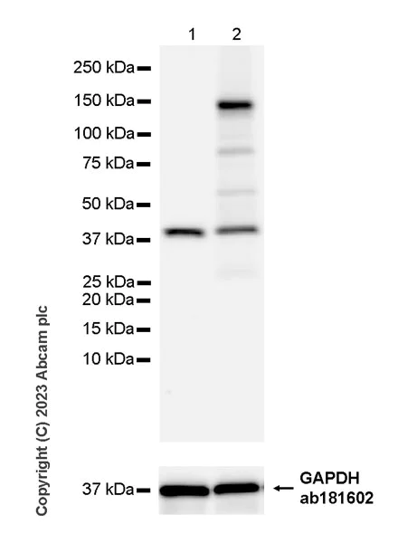 Western blot - Anti-LINE-1 ORF2p antibody [MT49] - BSA and Azide free (AB263435)