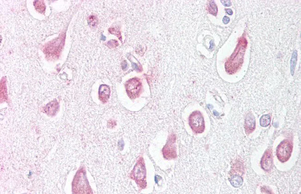 Immunohistochemistry (Formalin/PFA-fixed paraffin-embedded sections) - Anti-Lingo1 antibody (AB219110)