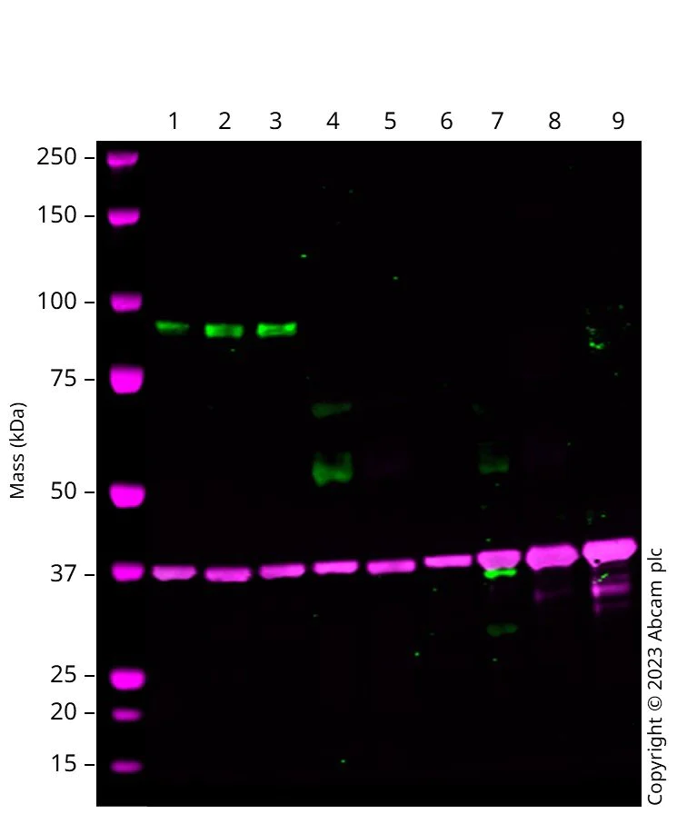 Western blot - Anti-Lingo1 antibody [EPR24049-72] - BSA and Azide free (AB287989)