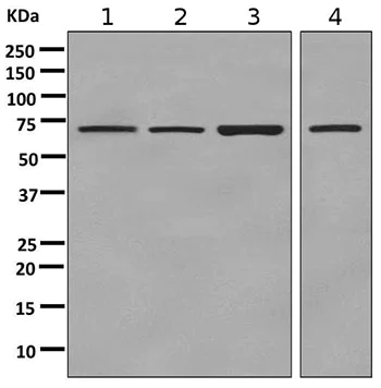 Western blot - Anti-LINGO3 antibody [EPR9635] - BSA and Azide free (AB249518)