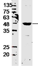Western blot - Anti-LIPC antibody (AB217360)