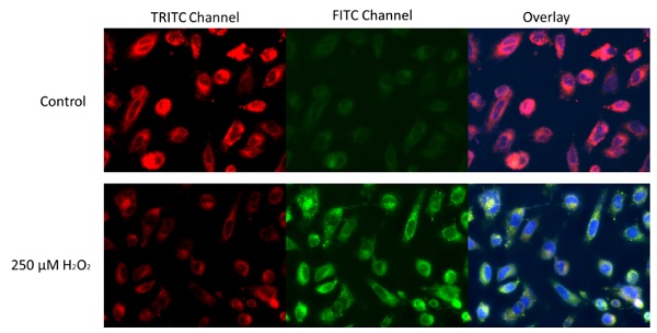 Fluorescence Microscopy - Lipid Peroxidation Assay Kit (Cell-based) (AB243377), expandable thumbnail