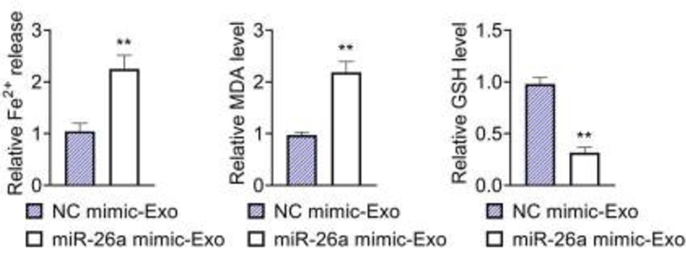 Biochemical assay - Lipid Peroxidation (MDA) Assay Kit (Colorimetric/Fluorometric) (ab118970), expandable thumbnail