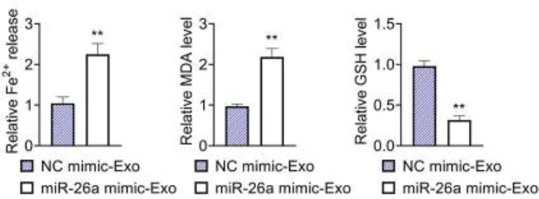 Biochemical assay - Lipid Peroxidation (MDA) Assay Kit (Colorimetric/Fluorometric) (AB118970)