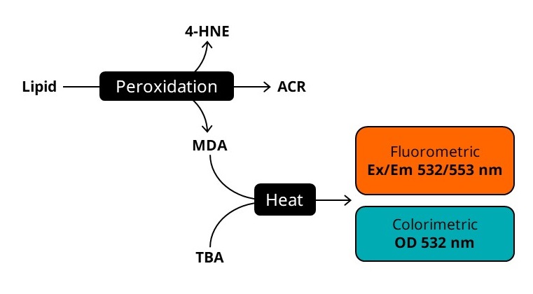 Biochemical assay - Lipid Peroxidation (MDA) Assay Kit (Colorimetric/Fluorometric) (ab118970), expandable thumbnail