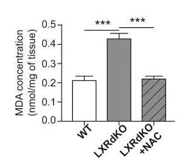 Functional Studies - Lipid Peroxidation (MDA) Assay Kit (Colorimetric/Fluorometric) (AB118970)